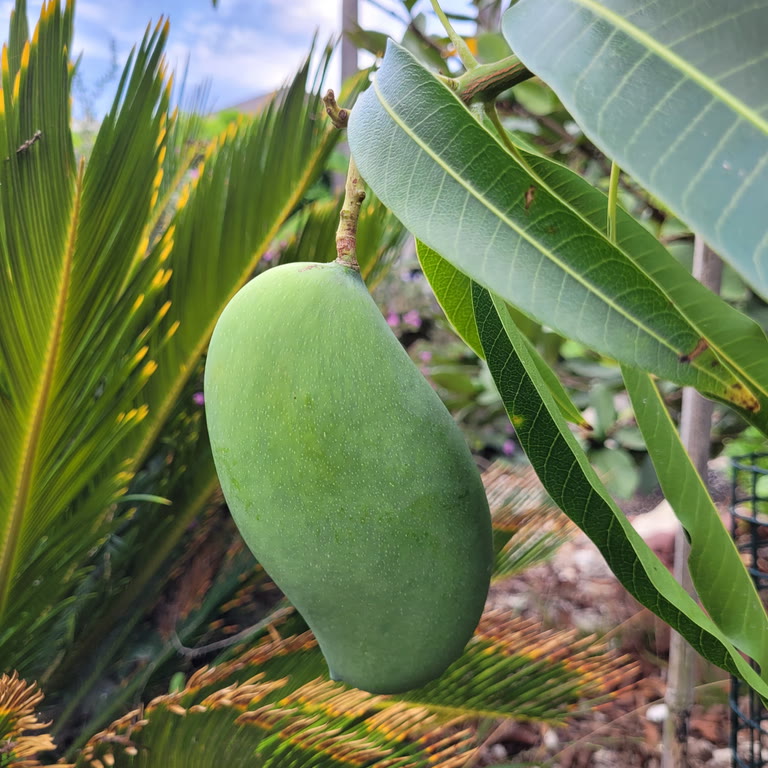 PV-grown Mallika Mango